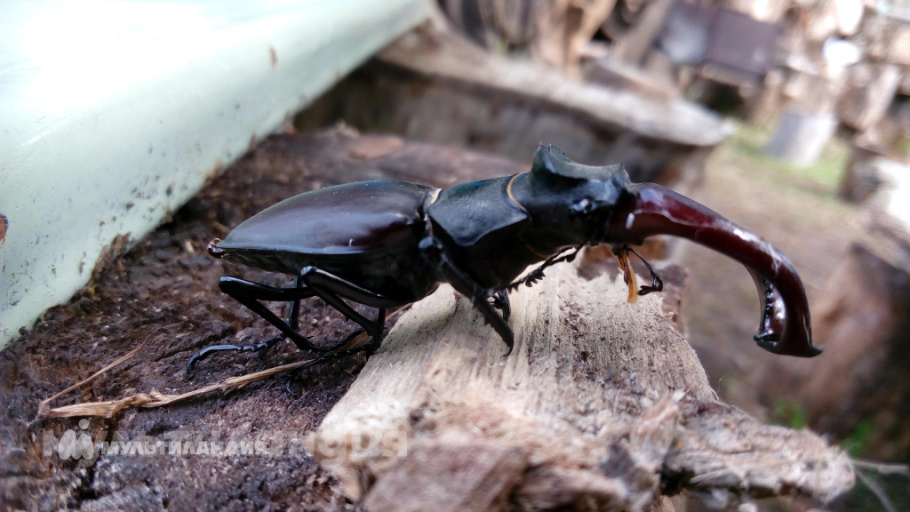 Покушев Михаил 9 лет