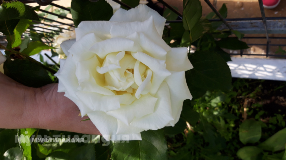 Присежнюк Эллина