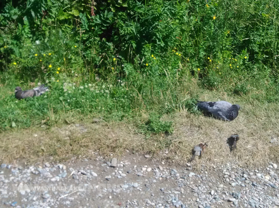 Волков Никита