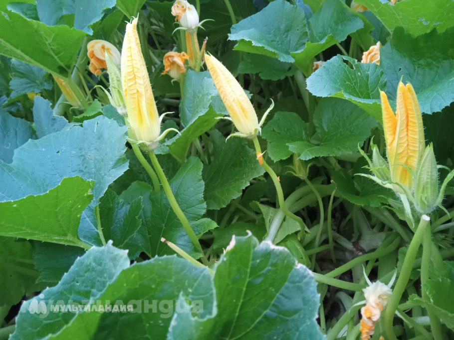 Молодых Андрей