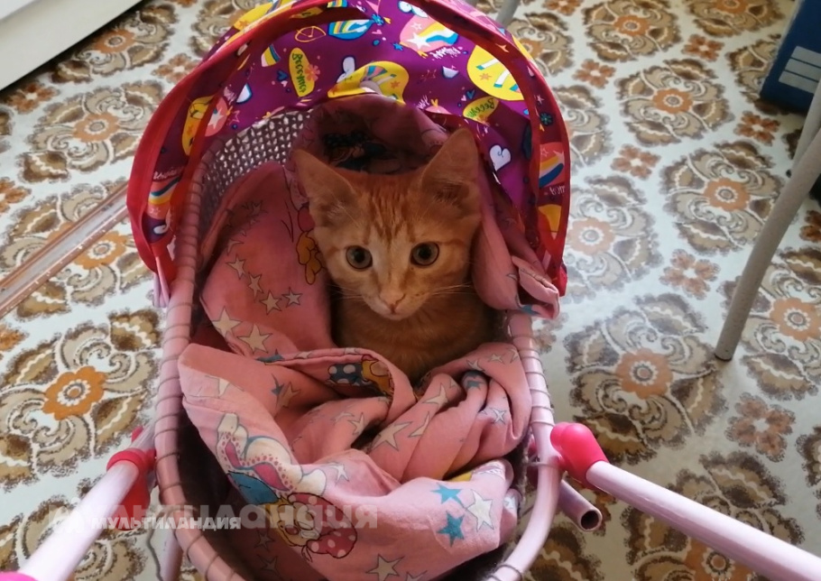 Катя Аншакова