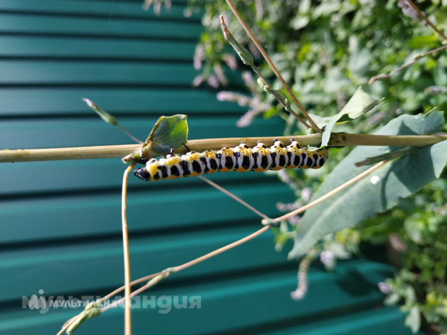 Маргарита Родионова