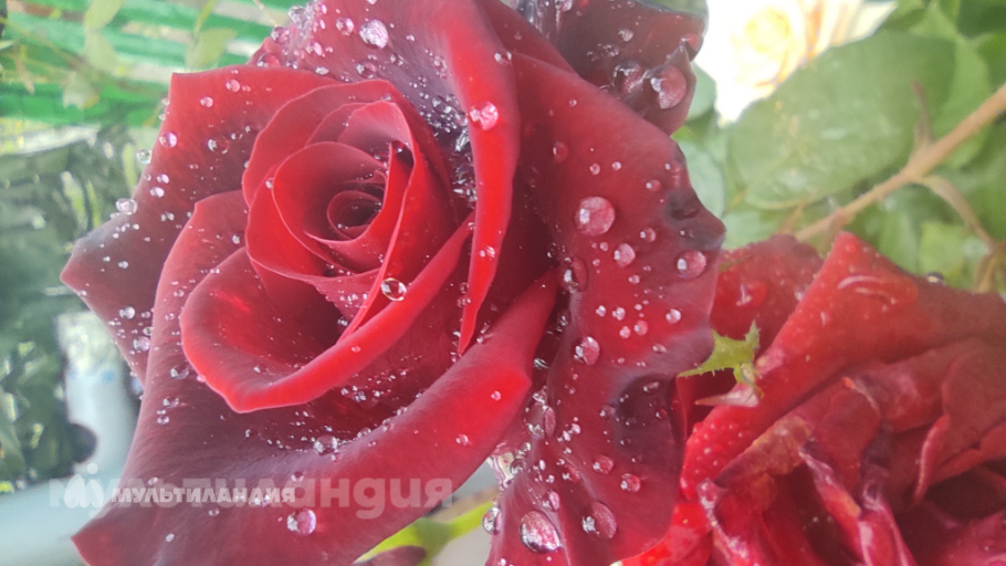 Григорий Полупанов