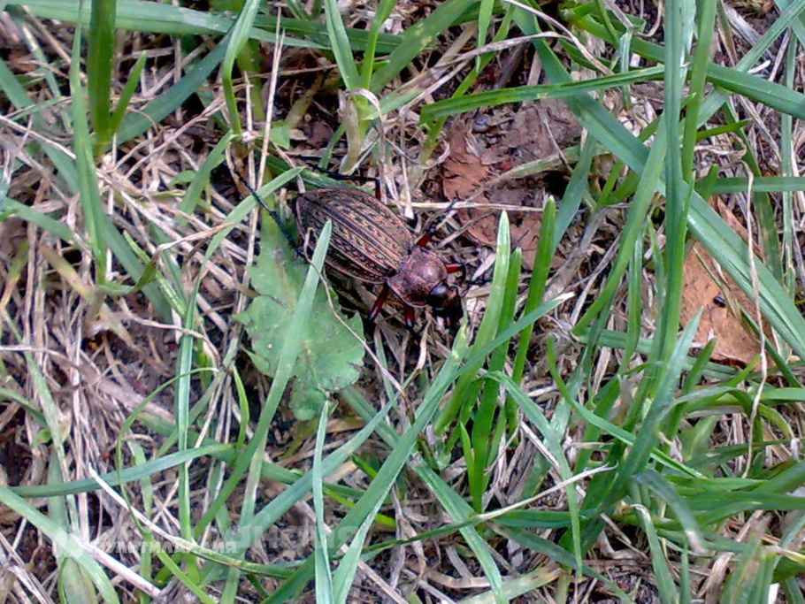 Ковалевский Тихон и Таисия