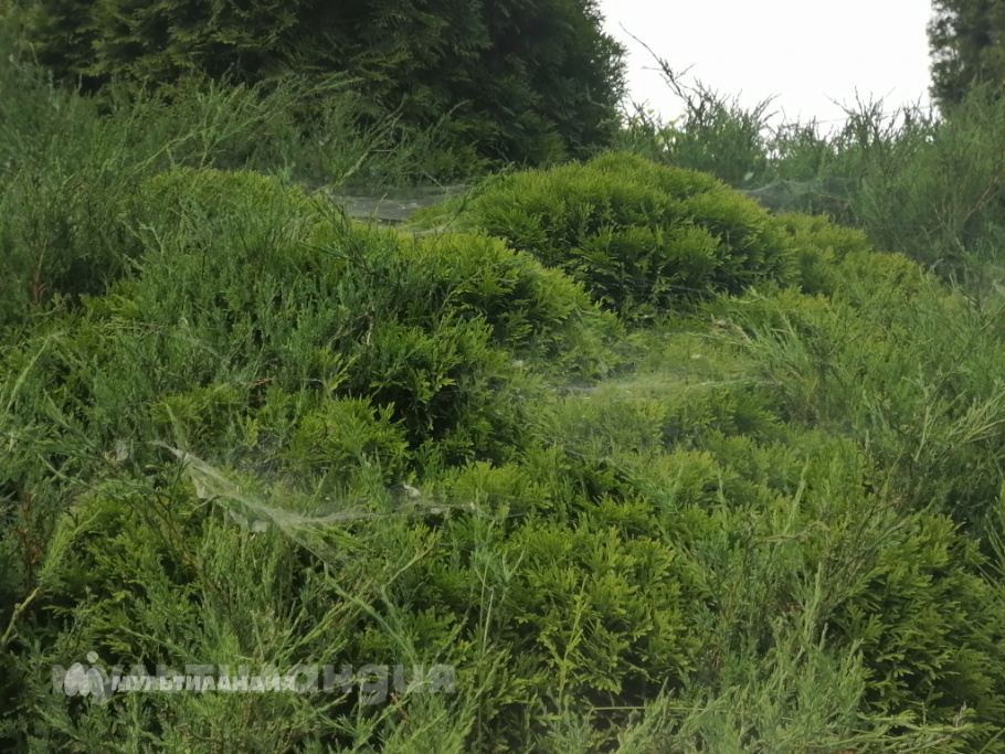 Дорофеева Алёна