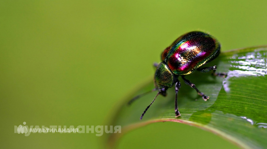 Сушкина Ксения 5лет