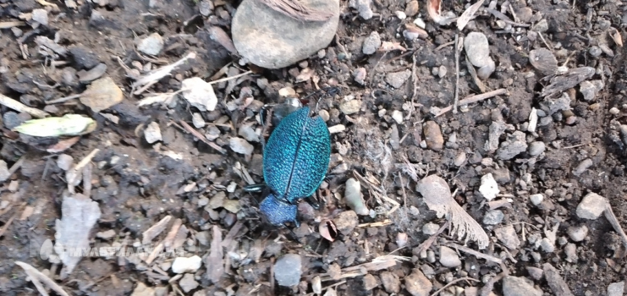 Дарья Рыбко