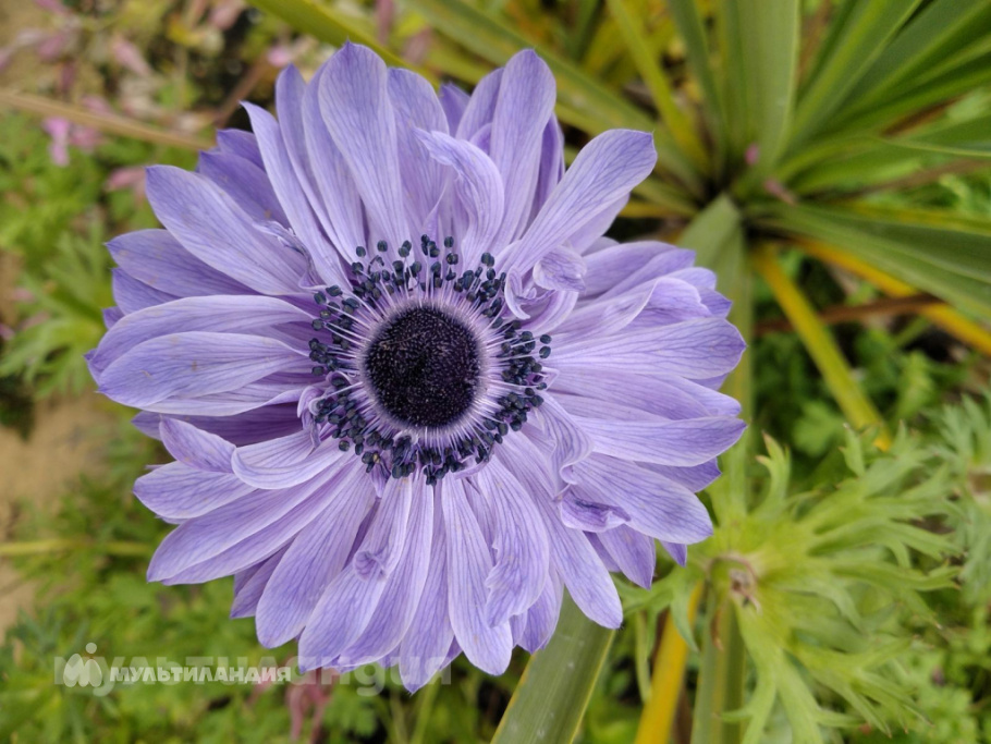 Женя Мартинков