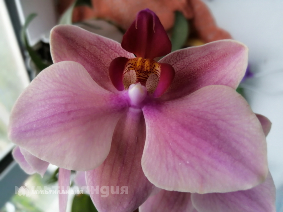 Кубова Евдокия 6 лет