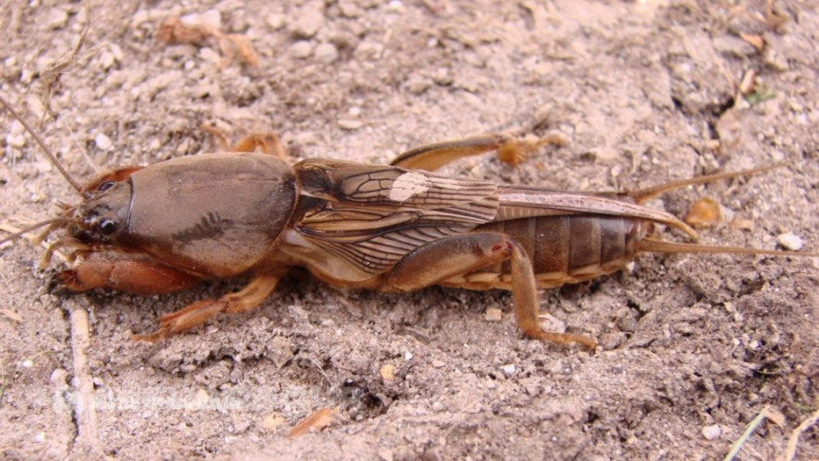 Владимир Храмов