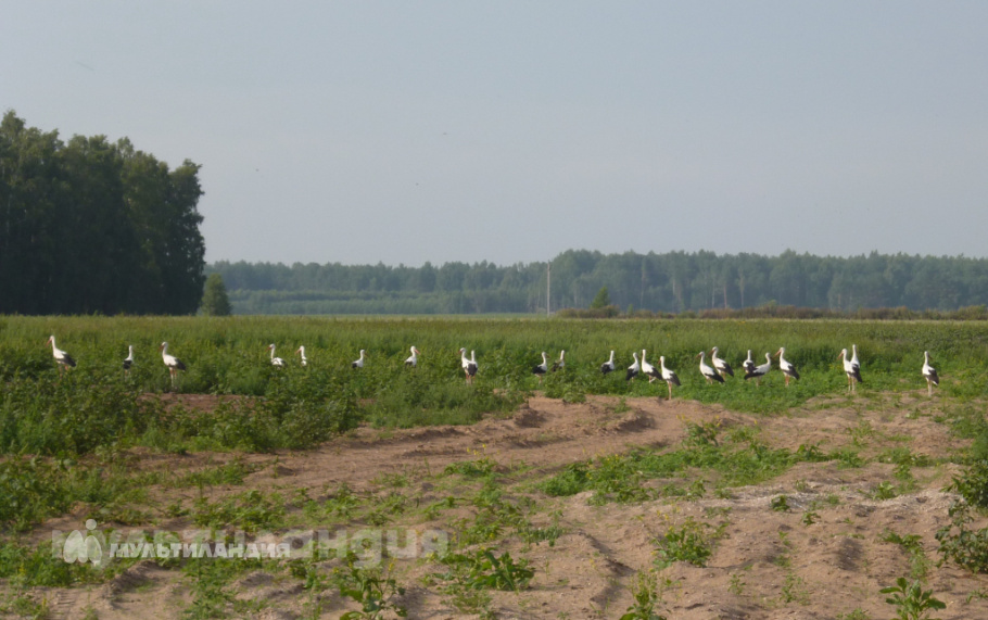 Ковалевский Тихон и Таисия