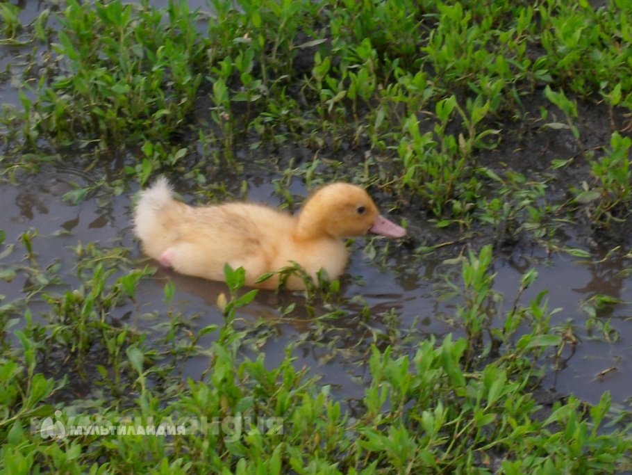 Лисицкая Адэлина
