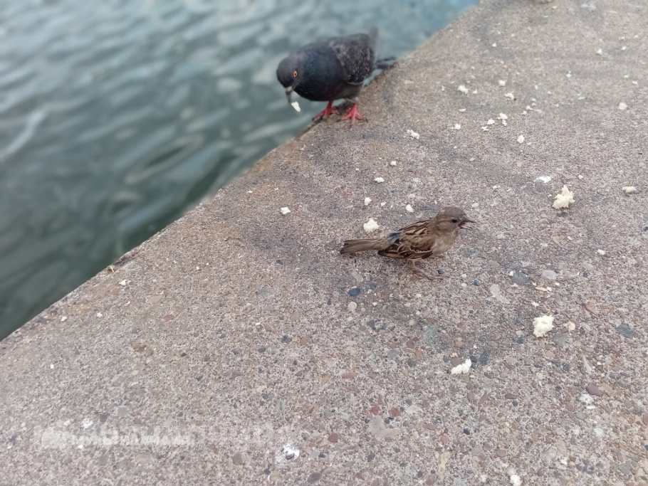 Булавина Мария