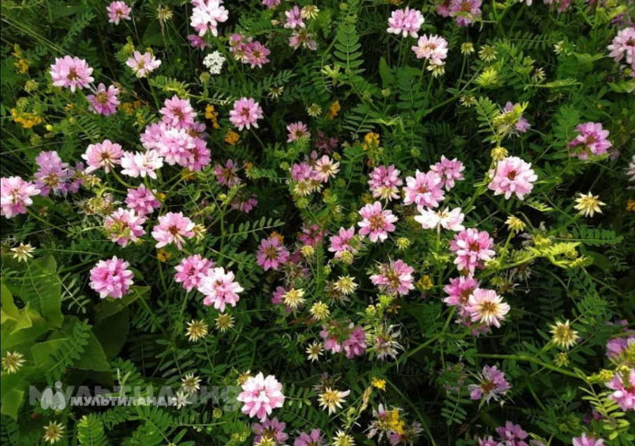 Даллакян Дарья