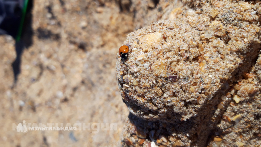 Матвей Гвоздиков