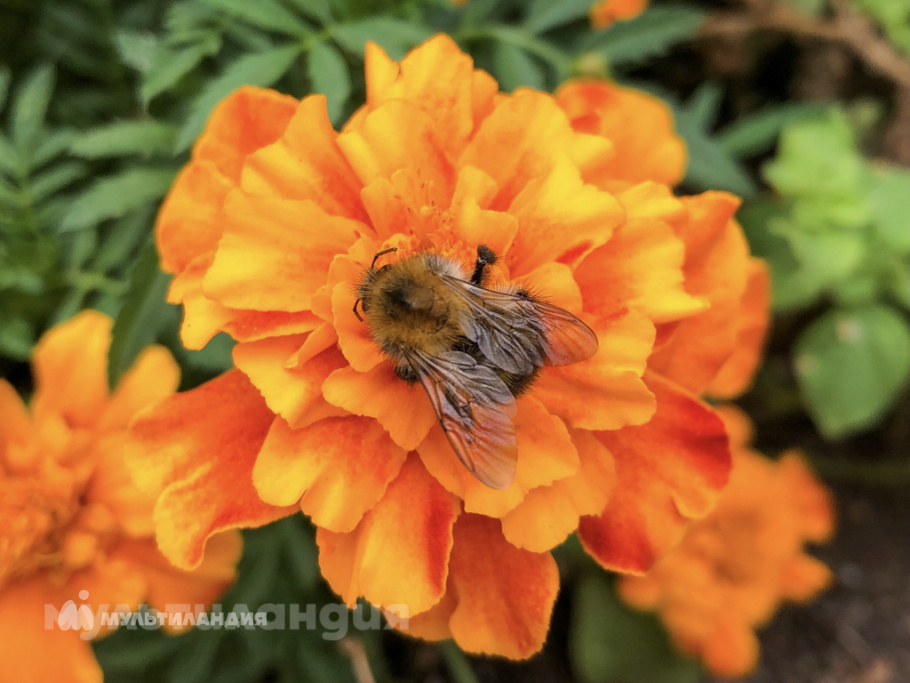 Майя Епифанова