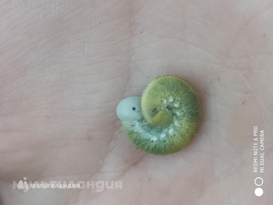 Полина Андреенко