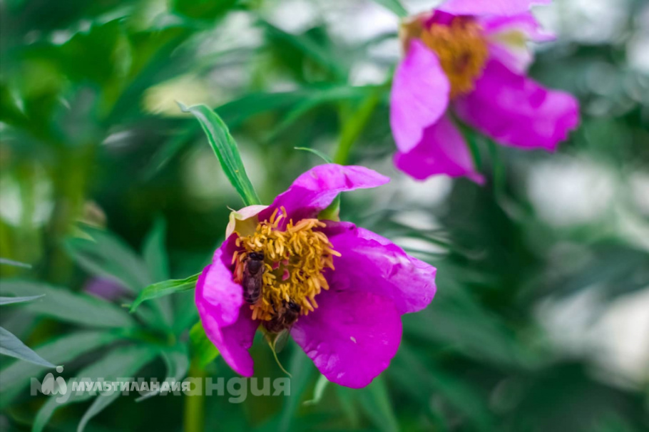 Ульяна Изотова