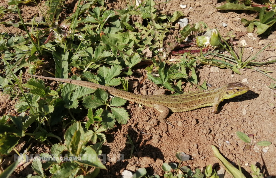 Артём Лукин