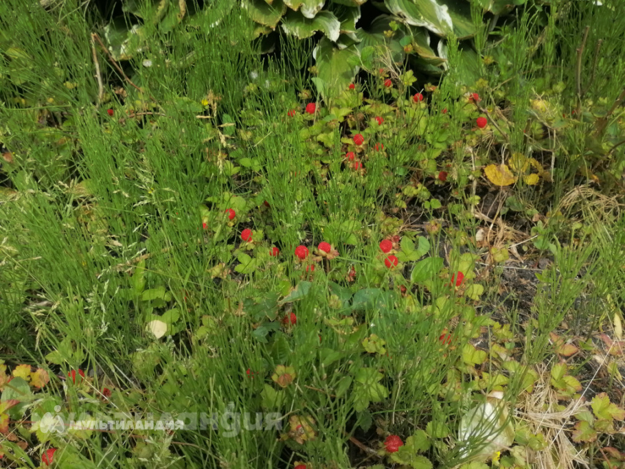 Дорофеева Алёна