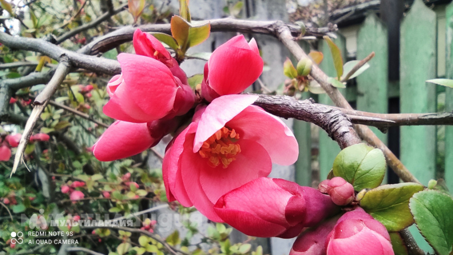 Алексей Гашин