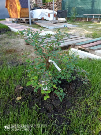 Сергеев Марк