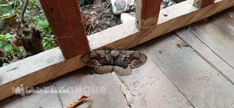 Хусейнли Хакима