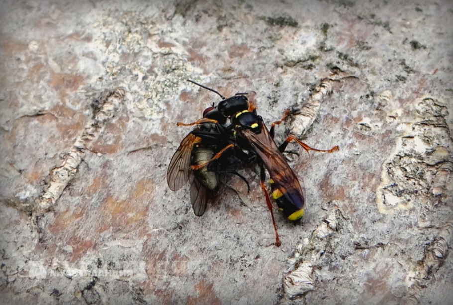 Александр Асанов