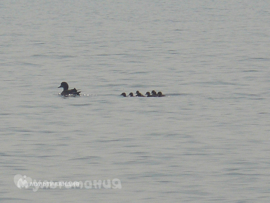 Лисичников Сергей