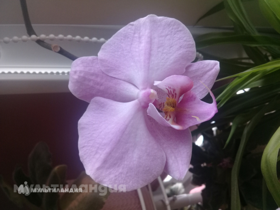 Кутырева Анна