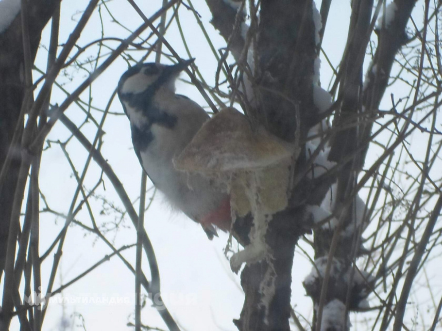 Серёжа Лобанов