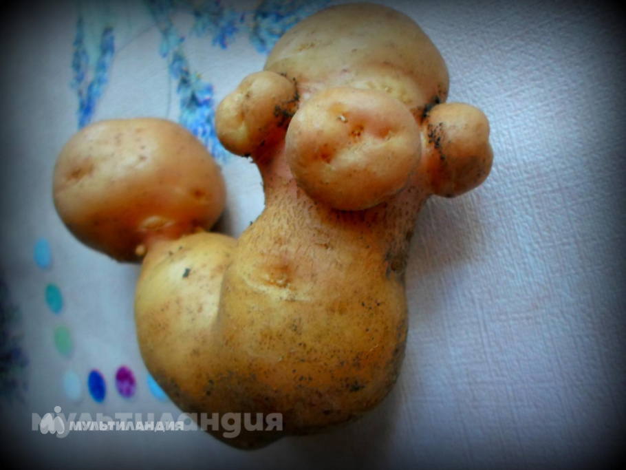 Кира Лобанова