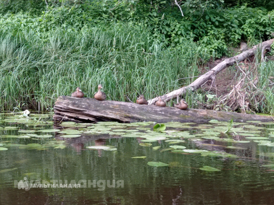 Эния Петрова