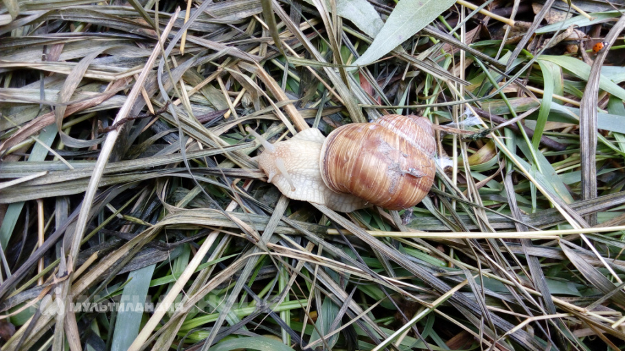 Покушев Михаил 9 лет