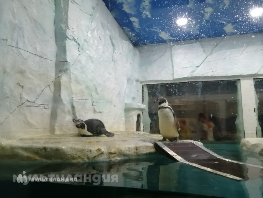 Полина Степанчук Олеговна, 8 лет.