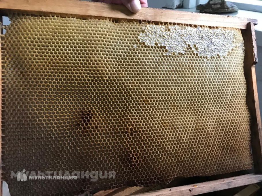 Макар Ямолтдинов