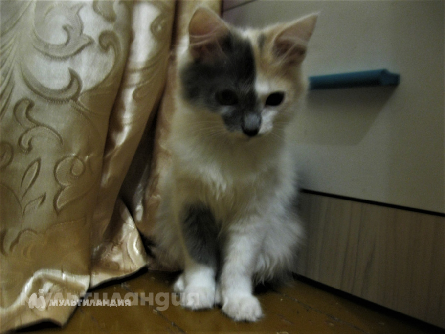 Кудрины Кира, Евгения, Василиса, Агата