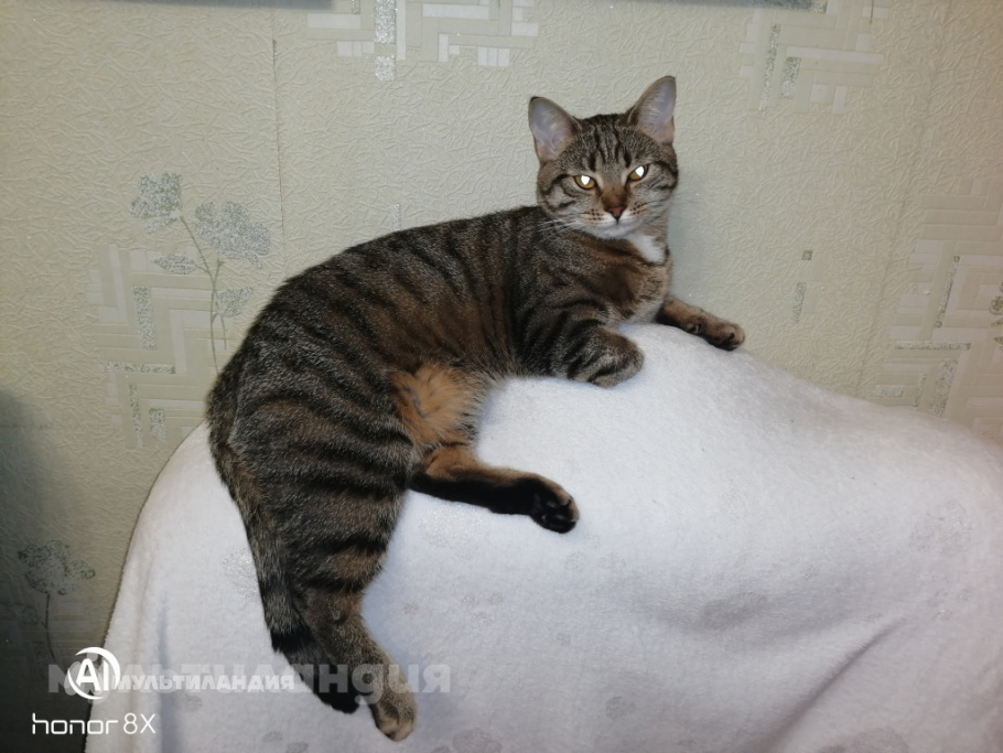 Кира Бравикова