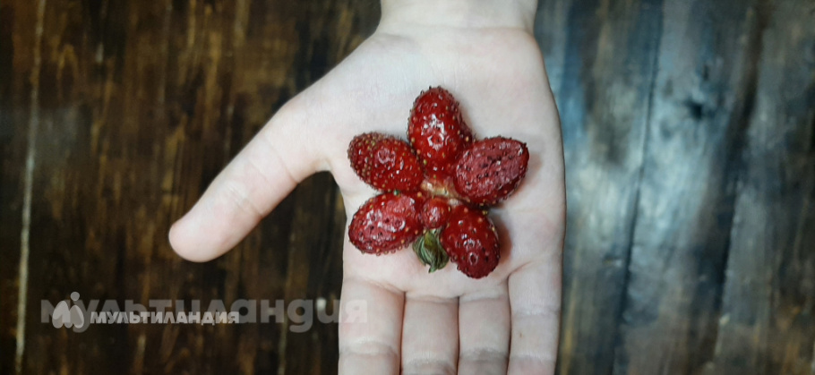 Горина Виолетта