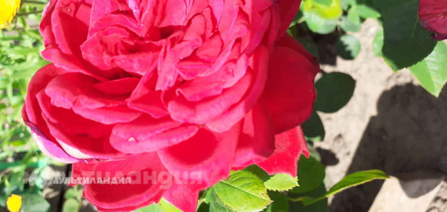 Визер Оксана