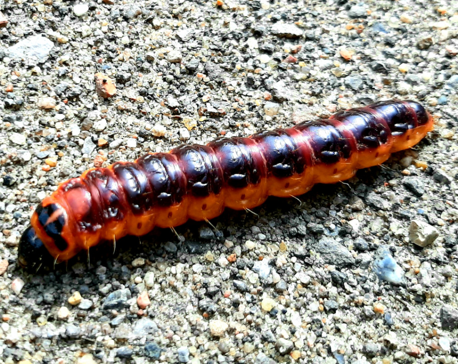 Максим Кудряшов