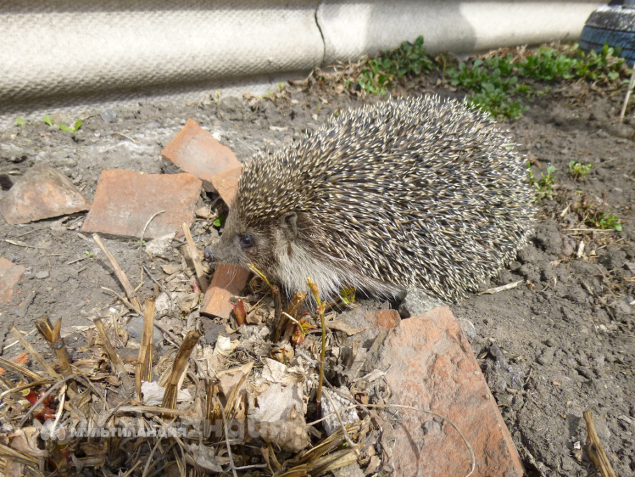 Валерия Бакетова