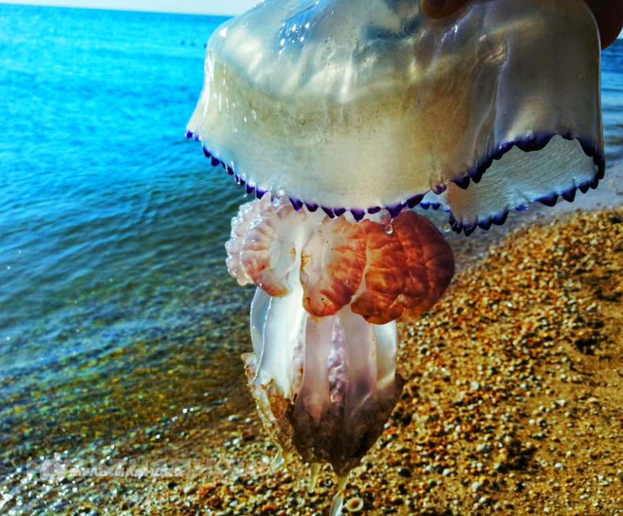 Александра Лебединская