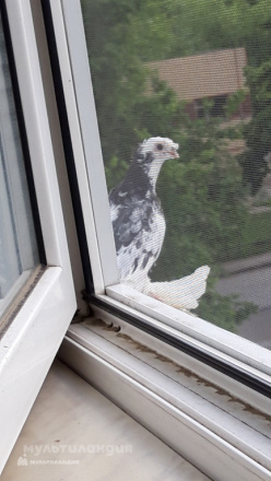 Присежнюк Ника