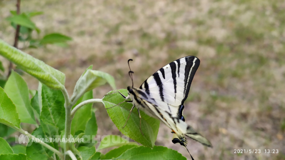 Ерофеева Лидия