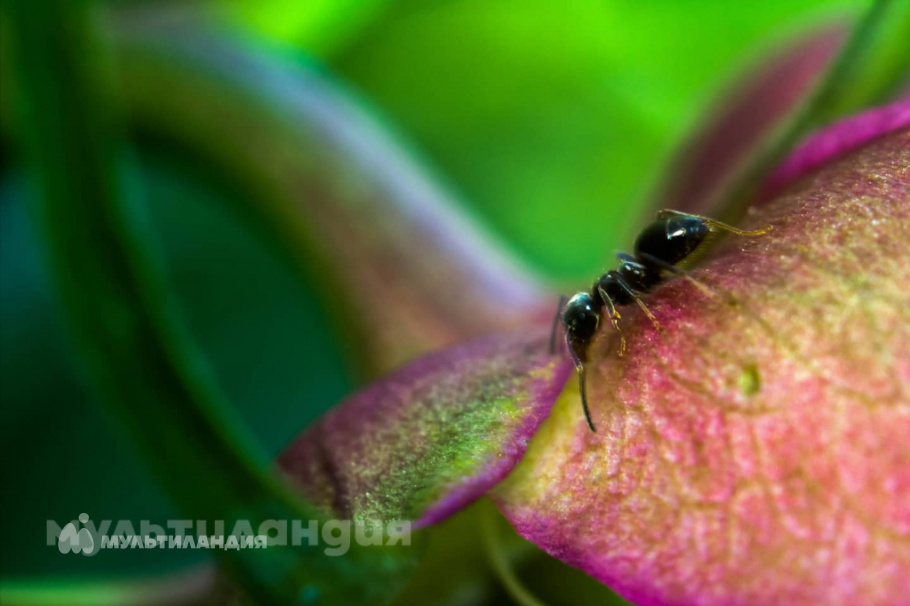 Ульяна Изотова