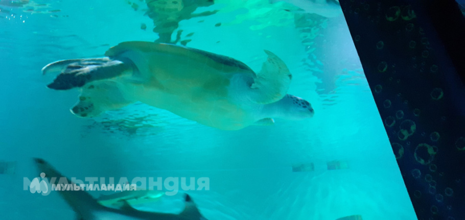 Артемьева Алёна