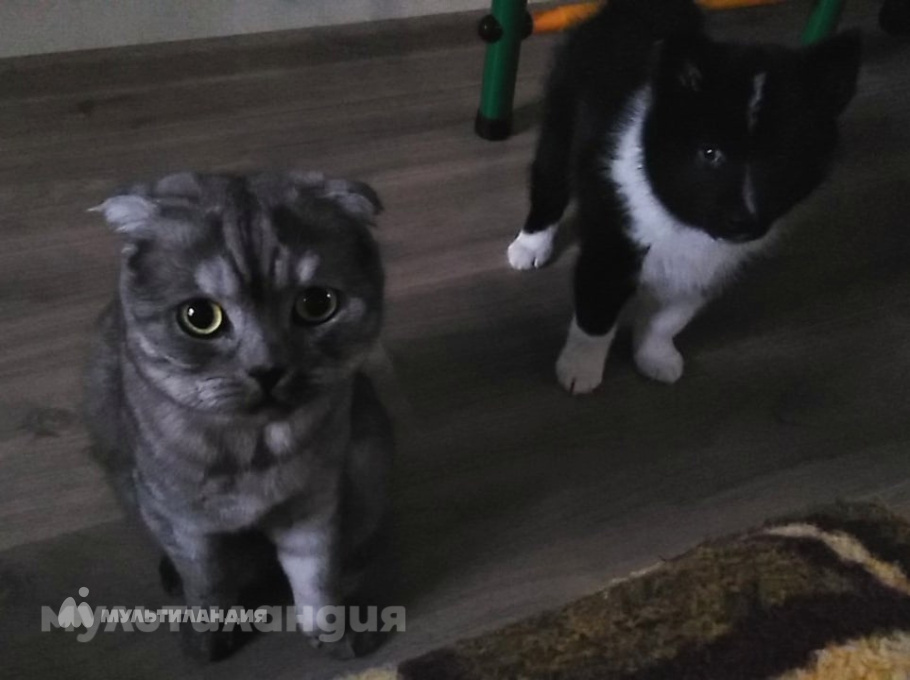 Лобода Степан