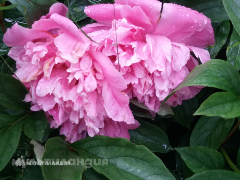 Пекун Марина