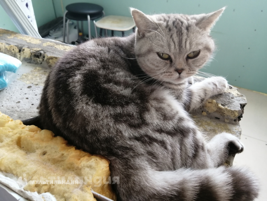 Полина Степанчук Олеговна, 8 лет.